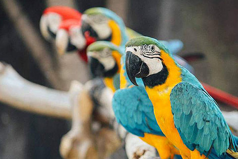 Almuñécar parques - loro-sexi