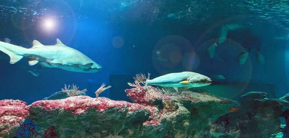 Almunecar Museums - Aquarium