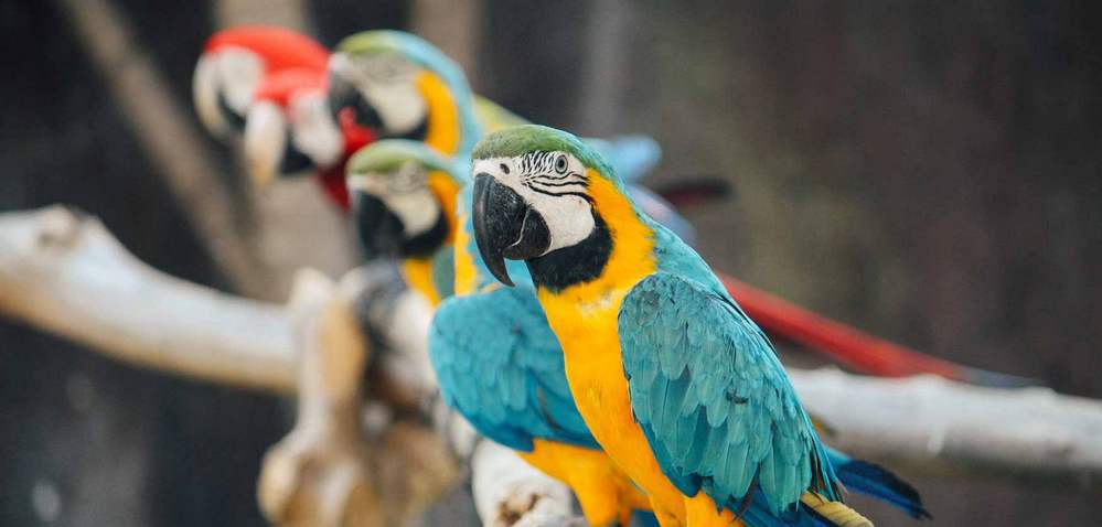 Loro Sexi Bird Park - Almuñécar Spain