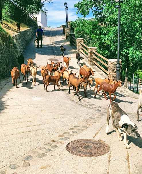 Camino de la Atalaya - Garganta del Poqueira - Cabras de Capileira