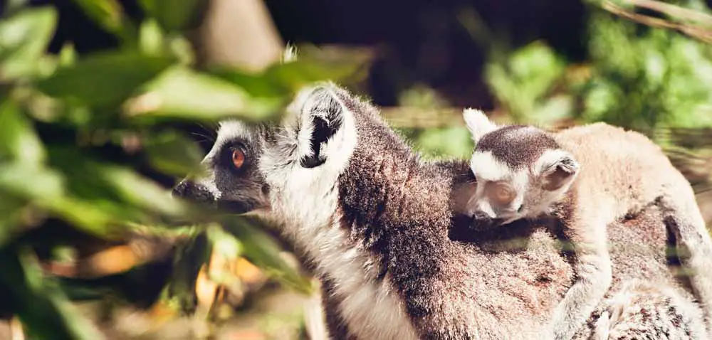 Things to do with Kids in the Costa Tropical - Almuñécar Loro Sexi Bird Park