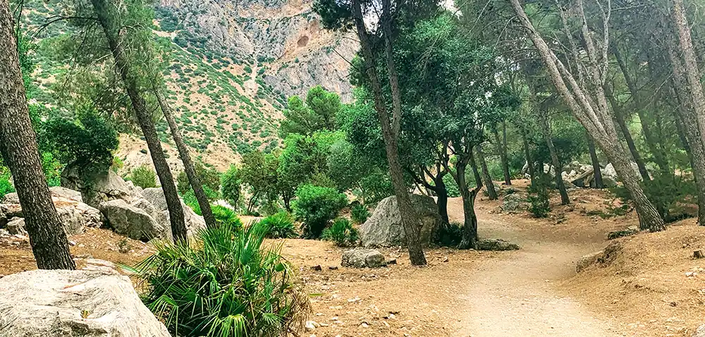 Caminito del Rey Precios - Paseo por el Bosque