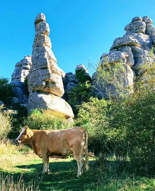 el Torcal de Antequera, España - Toros
