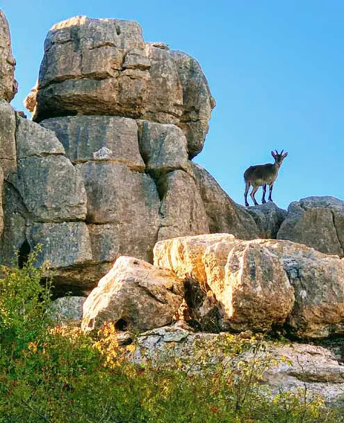 el Torcal de Antequera, España - Ibex Ibérico