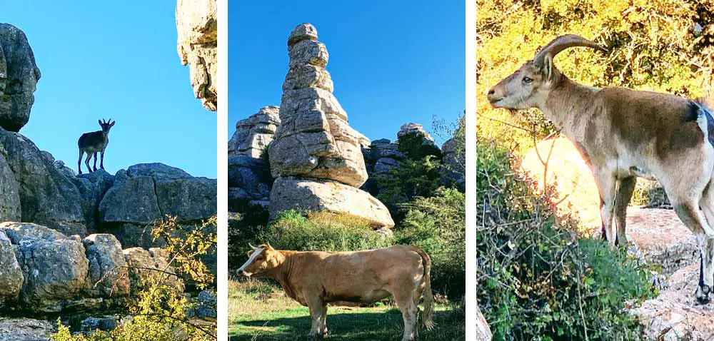 el Torcal de Antequera - El Torneo - Andalucía - Spain