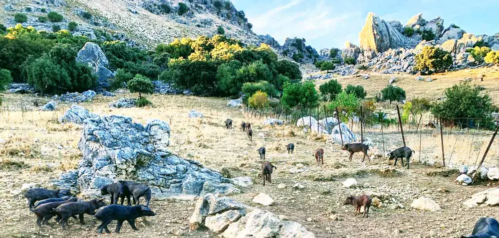 Grazalema, Spain - Animals