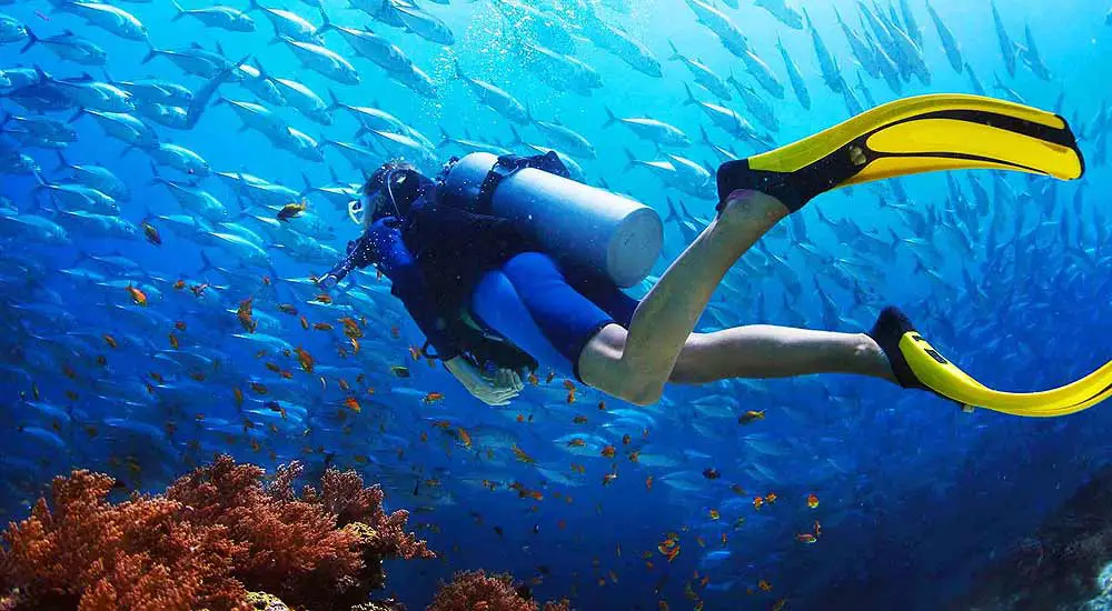 Buceo La Herradura - Swimming with Fish