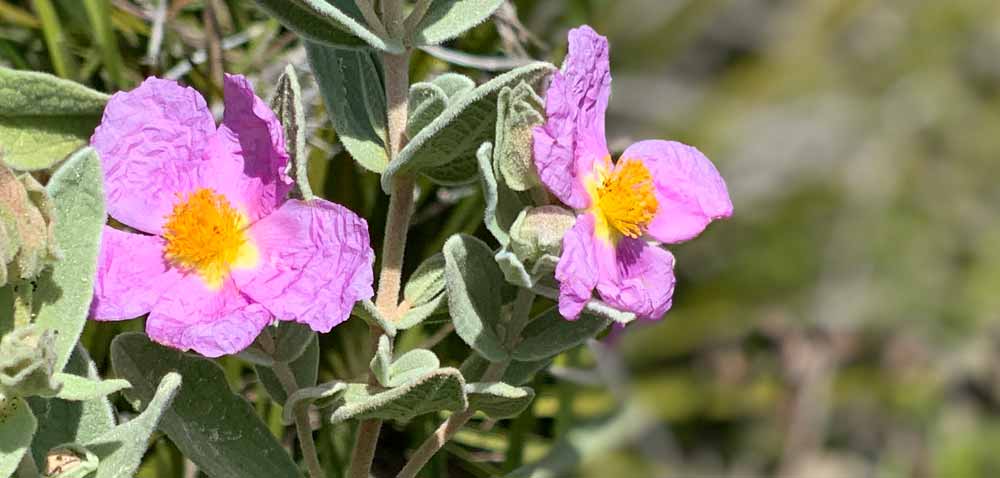 Flores en Cerro Gordo