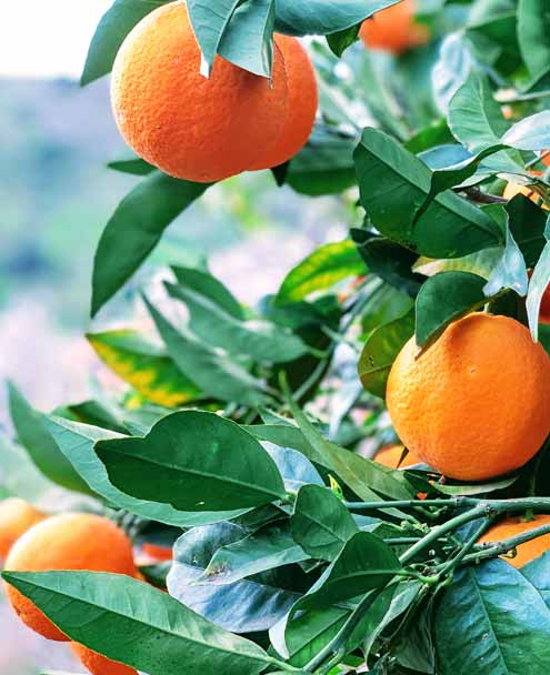 Melegís - Lecrin Valley - Orange Groves