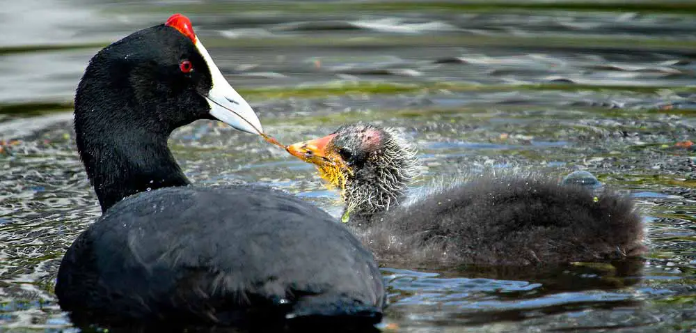 Charca Suarez Wetlands - Coot