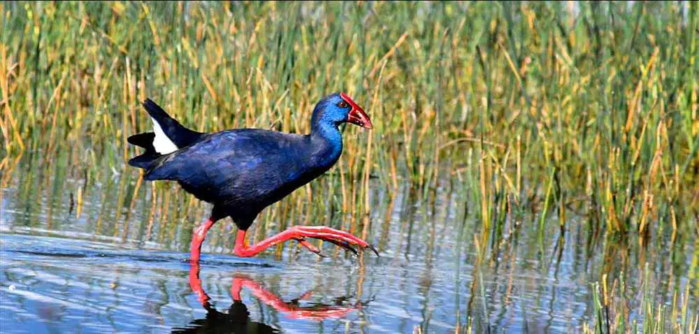 Charca Suarez Wetlands - Bird Life