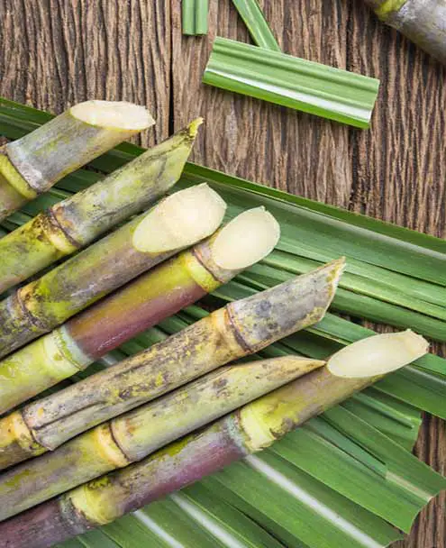 Ron Montero Rum Bodega - Sugar Cane