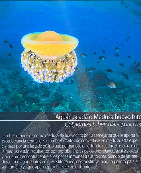 Playa el Chucho - Fried Egg Jellyfish