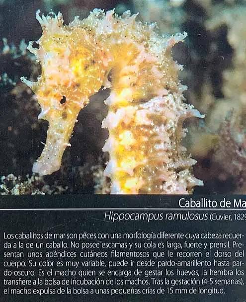 Playa el Chucho - Seahorse