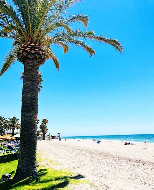 Playa el Playazo - Palm Trees