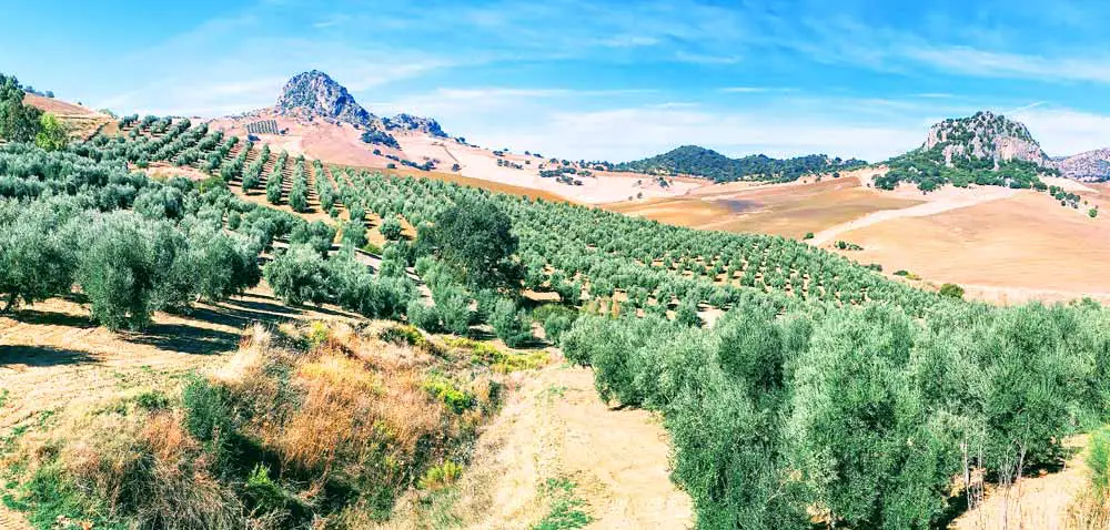Olvera, Cádiz - Campo - Andalucía