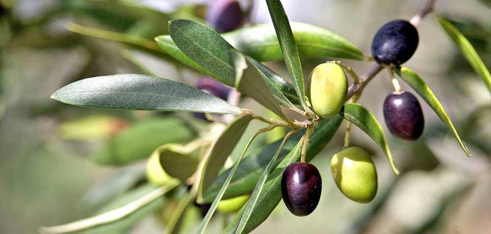 Olvera, Cádiz - la Fábrica de Aceite de Oliva El Saldo