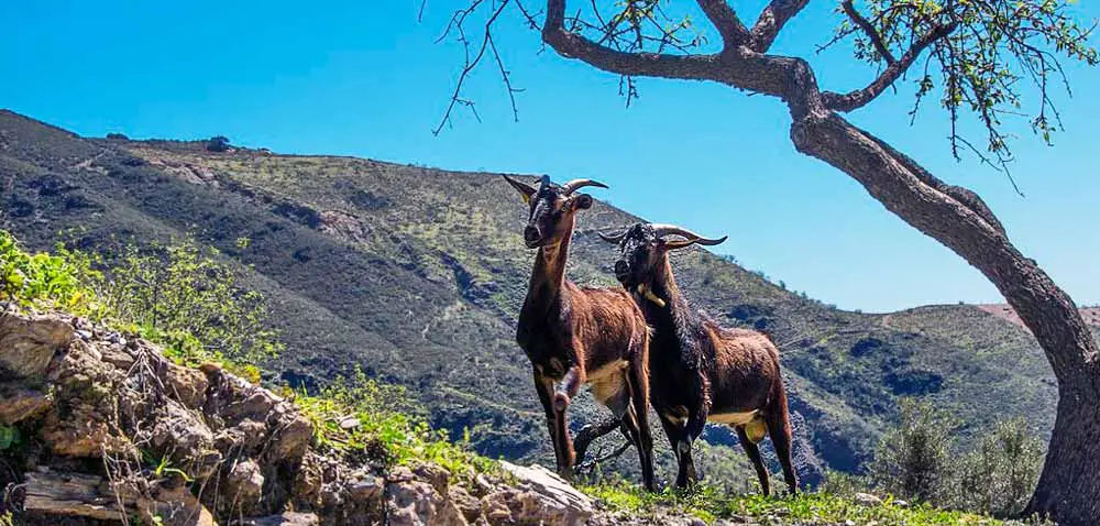 Rubite Goats