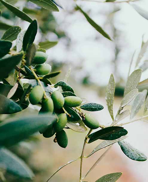 Vélez de Benaudalla - Olive Oil