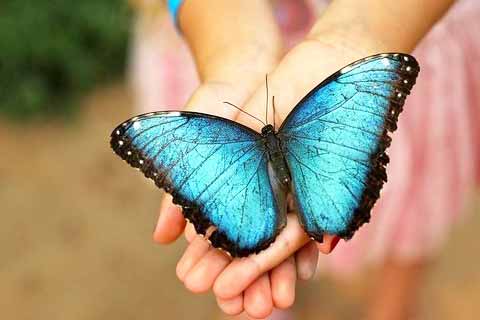 Costa Tropical - Things to do - Butterfly tour