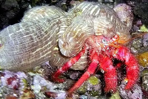Scuba Diving in La Herradura