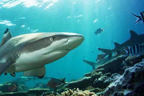 Costa Tropical - Things to do - Sea Life