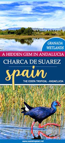 The Charca de Suarez Wetlands in Motril, Spain - The Tropical Coast of Andalucía
